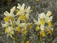 Orchis pauciflora 10, Saxifraga-Willem van Kruijsbergen