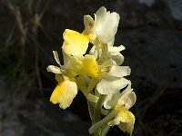 Orchis pauciflora 12, Saxifraga-Jan van der Straaten