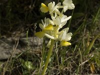 Orchis pauciflora 13, Saxifraga-Jan van der Straaten