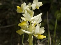 Orchis pauciflora 14 Saxifraga-Jan van der Straaten