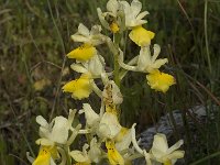 Orchis pauciflora 15, Saxifraga-Jan van der Straaten