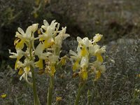 Orchis pauciflora 18, Saxifraga-Jan van der Straaten