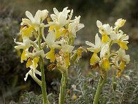 Orchis pauciflora 19, Saxifraga-Jan van der Straaten