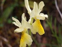 Orchis pauciflora 21, Saxifraga-Hans Dekker