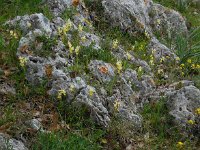 Orchis pauciflora 25, Saxifraga-Ed Stikvoort