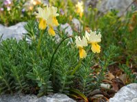 Orchis pauciflora 26, Saxifraga-Ed Stikvoort