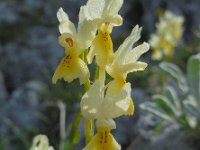 Orchis pauciflora 27, Saxifraga-Ed Stikvoort