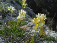 Orchis pauciflora 28, Saxifraga-Ed Stikvoort