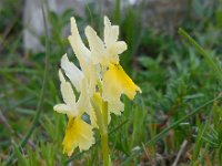 Orchis pauciflora 31, Saxifraga-Ed Stikvoort