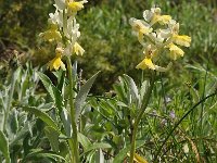 Orchis pauciflora 40, Saxifraga-Harry Jans