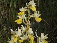 Orchis pauciflora 6, Saxifraga-Willem van Kruijsbergen