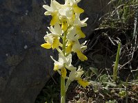 Orchis pauciflora 9, Saxifraga-Willem van Kruijsbergen