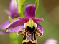 Orchis picta 4, Saxifraga-Hans Dekker