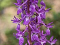 Orchis pinetorum 3, Saxifraga-Dirk Hilbers