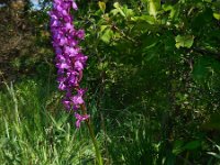 Orchis pinetorum 6, Saxifraga-Ed Stikvoort