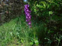 Orchis pinetorum 7, Saxifraga-Ed Stikvoort