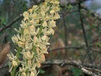 Orchis provincialis 11, Saxifraga-Jan van der Straaten