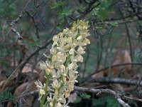 Orchis provincialis 13, Saxifraga-Jan van der Straaten