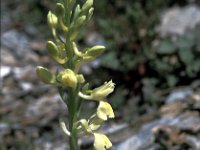 Orchis provincialis 4, Saxifraga-Jan van der Straaten