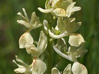 Orchis provincialis 5, Saxifraga-Hans Dekker