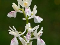 Orchis provincialis 6, Saxifraga-Hans Dekker