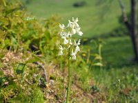 Orchis provincialis 7, Saxifraga-Hans Dekker