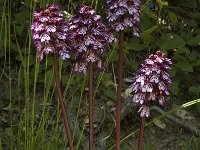 Orchis purpurea 11, Purperorchis, Saxifraga-Marijke Verhagen