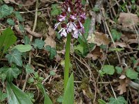 Orchis purpurea 13, Purperorchis, Saxifraga-Marijke Verhagen