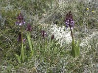 Orchis purpurea 15, Purperorchis, Saxifraga-Willem van Kruijsbergen