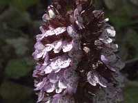 Orchis purpurea 18, Purperorchis, Saxifraga-Marijke Verhagen