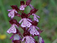 Orchis purpurea 2, Purperorchis, Saxifraga-Willem van Kruijsbergen