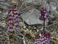 Orchis purpurea 23, Purperorchis, Saxifraga-Willem van Kruijsbergen