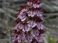 Orchis purpurea 24, Purperorchis, Saxifraga-Willem van Kruijsbergen