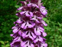 Orchis purpurea 28, Purperorchis, Saxifraga-Jan Willem Jongepier