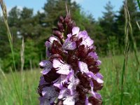 Orchis purpurea 29, Purperorchis, Saxifraga-Jan Willem Jongepier