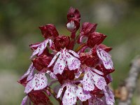 Orchis purpurea 3, Purperorchis, Saxifraga-Willem van Kruijsbergen