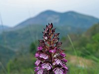 Orchis purpurea 30, Purperorchis, Saxifraga-Jeroen Willemsen