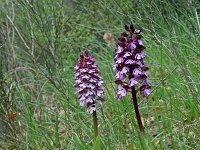 Orchis purpurea 31, Purperorchis, Saxifraga-Jeroen Willemsen