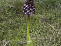 Orchis purpurea 35, Purperorchis, Saxifraga-Willem van Kruijsbergen