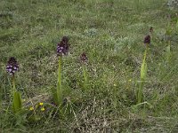 Orchis purpurea 36, Purperorchis, Saxifraga-Willem van Kruijsbergen