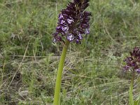 Orchis purpurea 37, Purperorchis, Saxifraga-Willem van Kruijsbergen