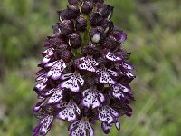 Orchis purpurea 38, Purperorchis, Saxifraga-Willem van Kruijsbergen