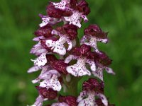 Orchis purpurea 42, Purperorchis, Saxifraga-Hans Dekker