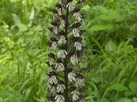 Orchis purpurea 49, Purperorchis, Saxifraga-Willem van Kruijsbergen