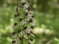 Orchis purpurea 53, Purperorchis, Saxifraga-Willem van Kruijsbergen