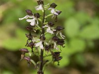 Orchis purpurea 55, Purperorchis, Saxifraga-Willem van Kruijsbergen