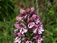 Orchis purpurea 57, Purperorchis, Saxifraga-Dirk Hilbers