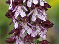 Orchis purpurea 61, Purperorchi., Saxifraga-Hans Dekker