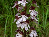 Orchis purpurea 64, Purperorchis, Saxifraga-Peter Meininger