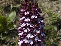 Orchis purpurea 7, Purperorchis, Saxifraga-Marijke Verhagen